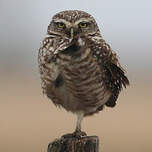 Chevêche des terriers