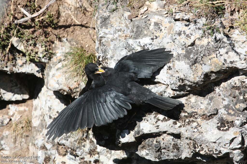 Alpine Chough, eats, Reproduction-nesting, Behaviour