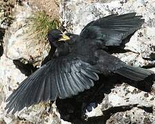 Alpine Chough