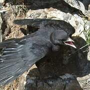 Alpine Chough