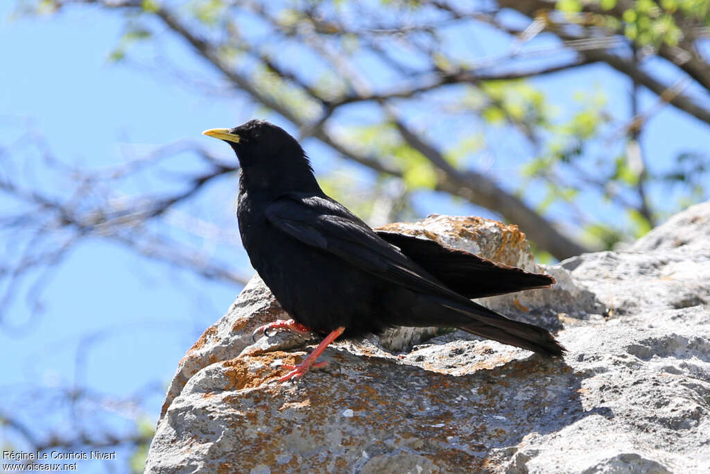 Alpine Choughadult