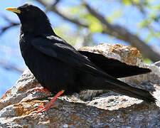 Alpine Chough