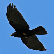 Alpine Chough