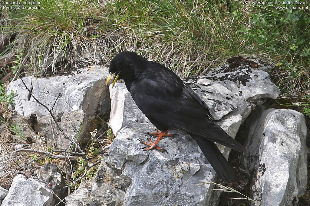 Alpine Chough