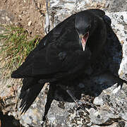 Alpine Chough