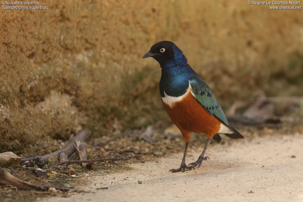 Superb Starling