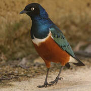 Superb Starling