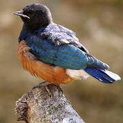 Superb Starling