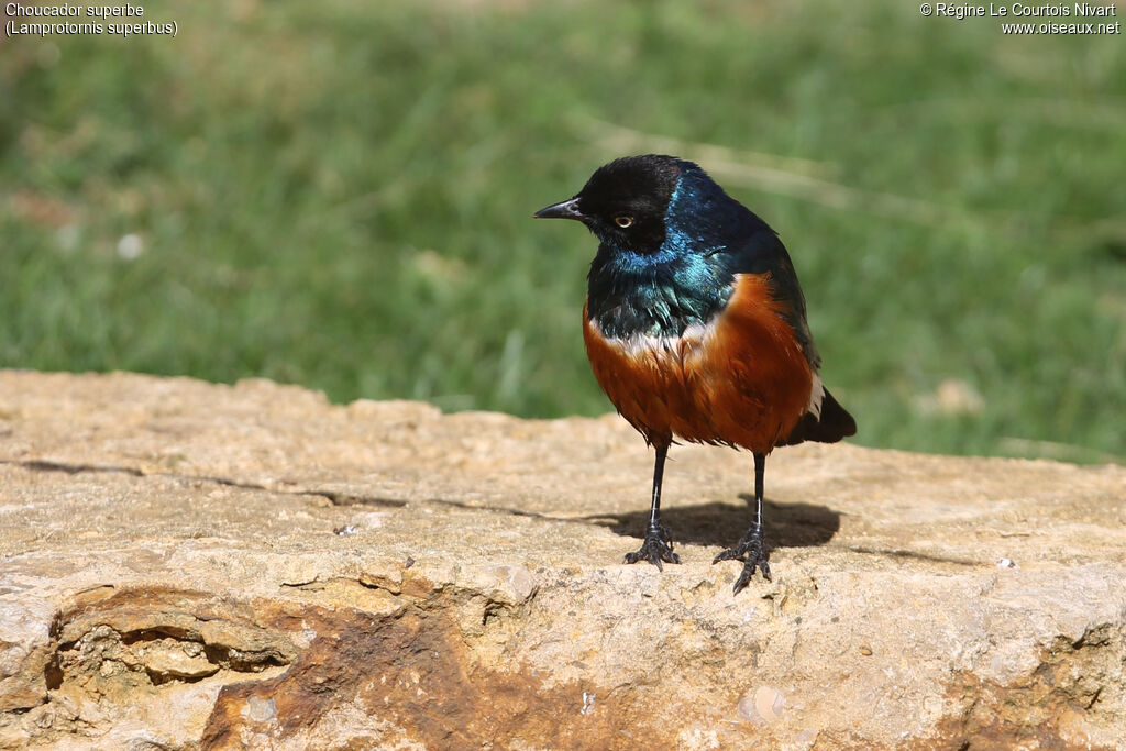 Superb Starling