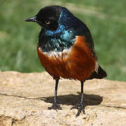 Superb Starling