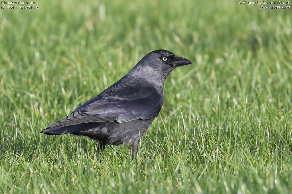 Western Jackdaw