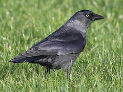 Western Jackdaw