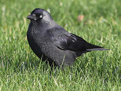 Western Jackdaw