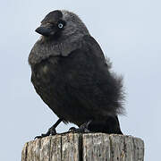 Western Jackdaw