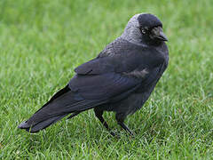 Western Jackdaw