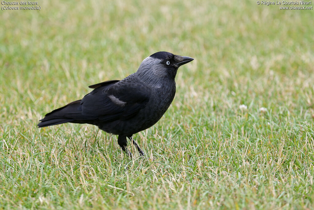 Western Jackdaw