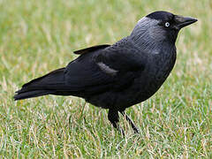 Western Jackdaw