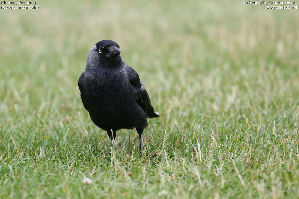 Western Jackdaw