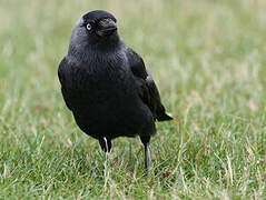 Western Jackdaw