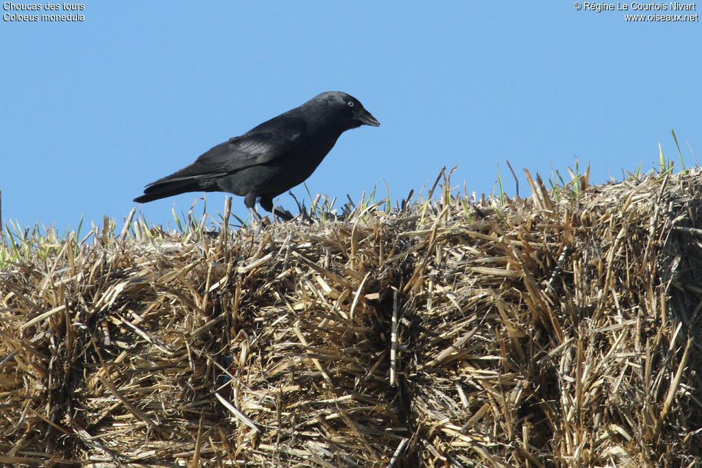 Western Jackdaw