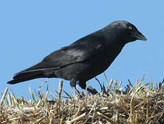 Western Jackdaw