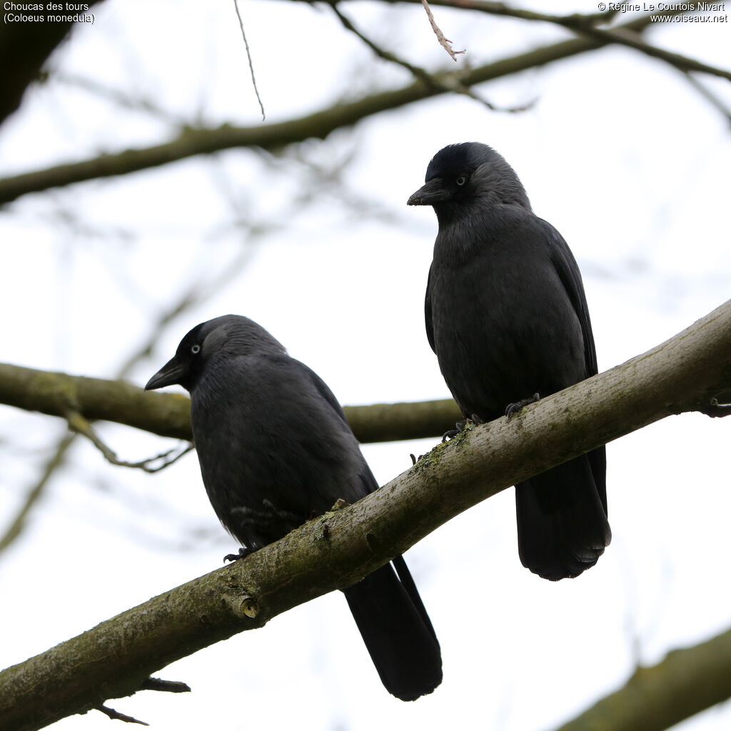 Western Jackdaw