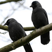 Western Jackdaw