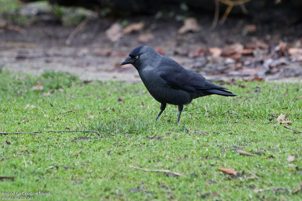 Western Jackdawadult, identification