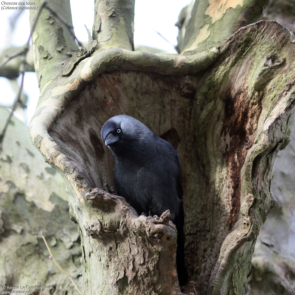 Western Jackdaw