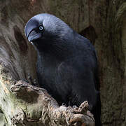 Western Jackdaw