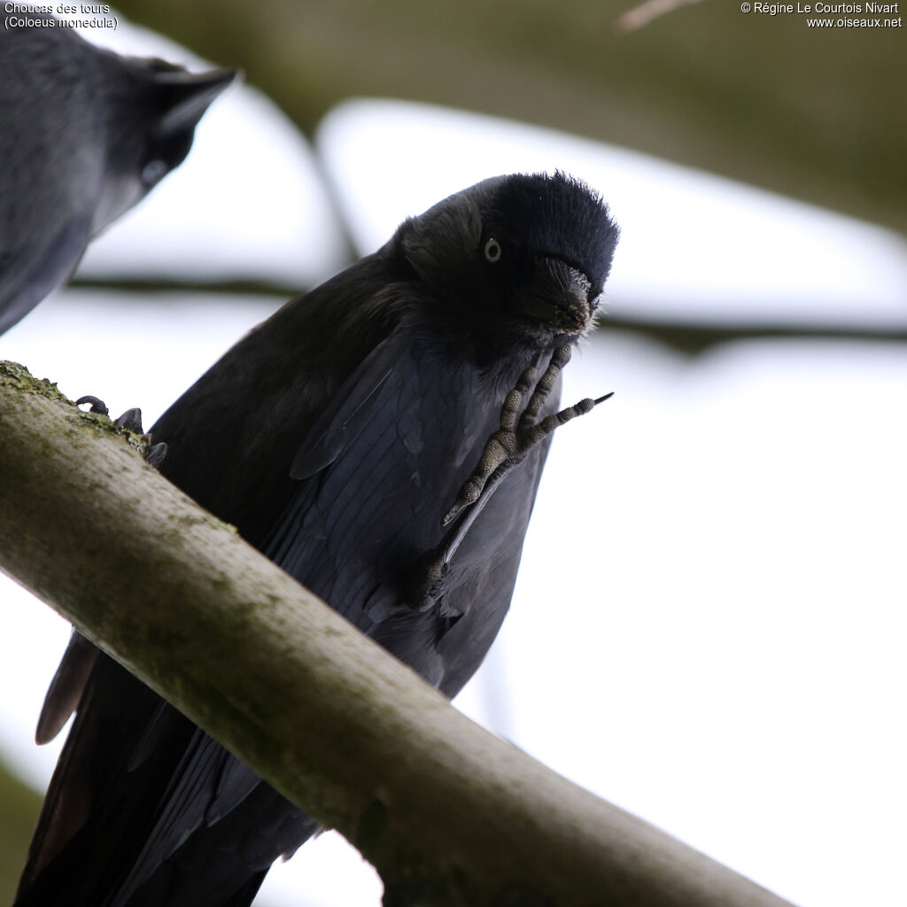 Western Jackdaw