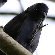 Western Jackdaw