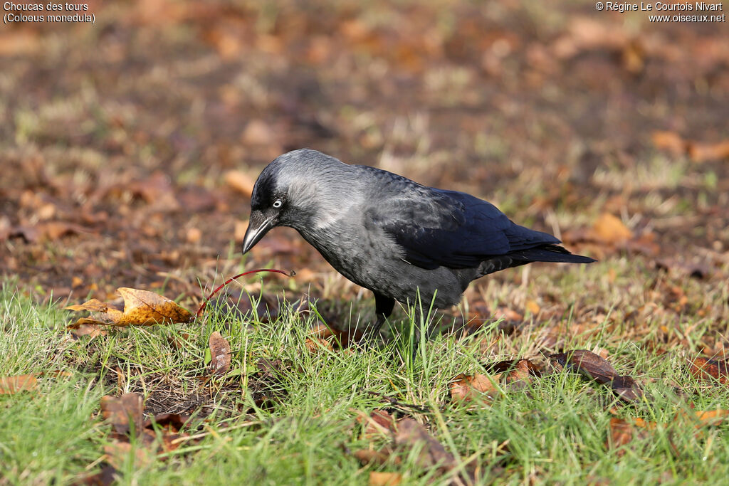 Western Jackdaw