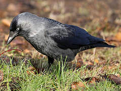 Western Jackdaw