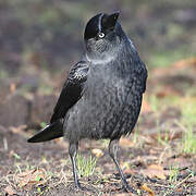 Western Jackdaw