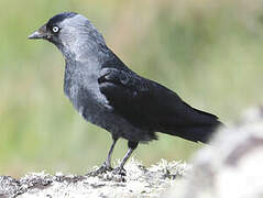 Western Jackdaw