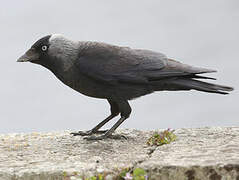 Western Jackdaw