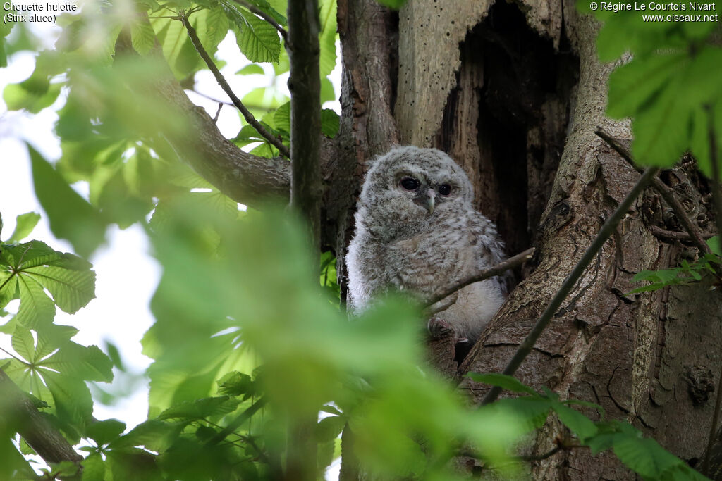 Tawny Owljuvenile