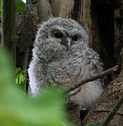 Tawny Owl