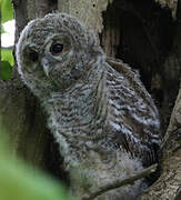 Tawny Owl