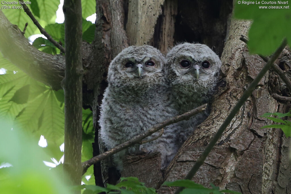 Tawny Owljuvenile