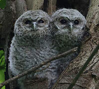 Tawny Owl