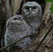 Tawny Owl