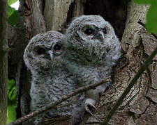 Tawny Owl