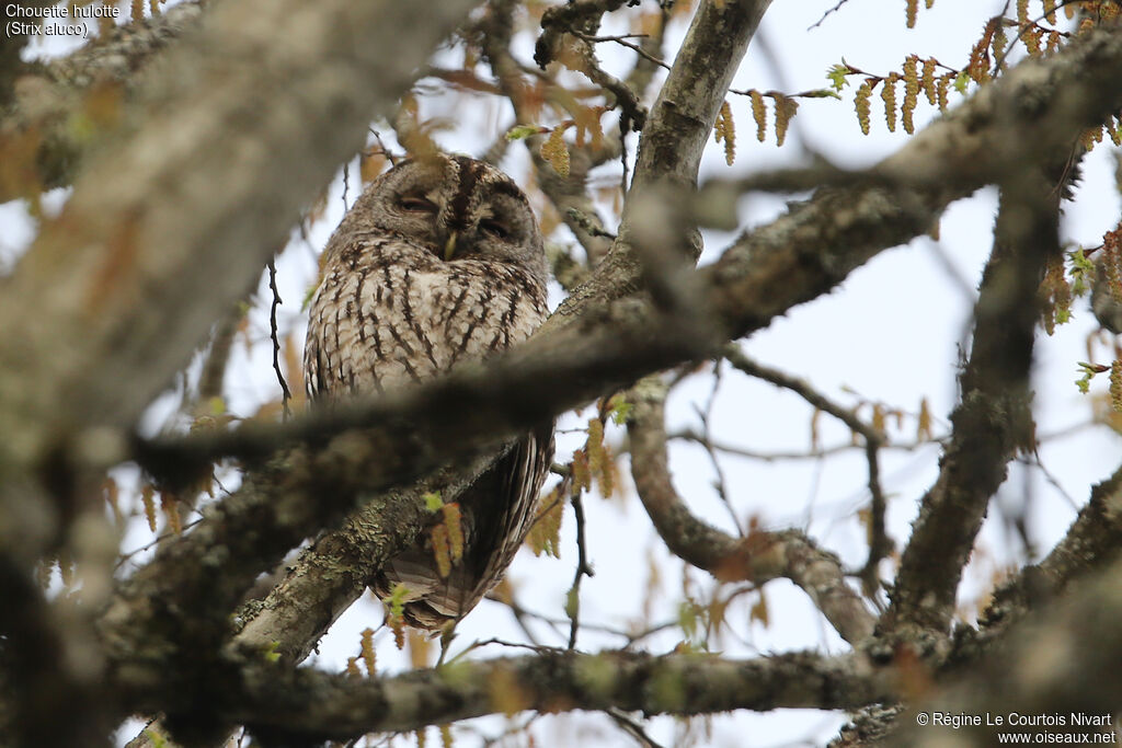 Tawny Owl