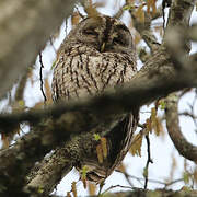 Tawny Owl