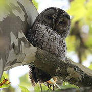 Tawny Owl