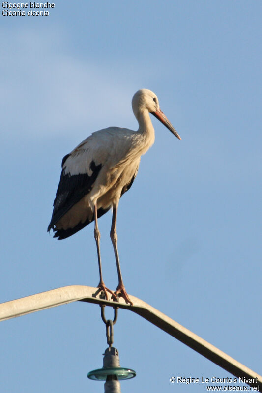 White Storkjuvenile, identification