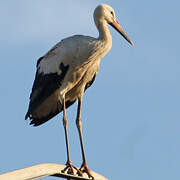 Cigogne blanche