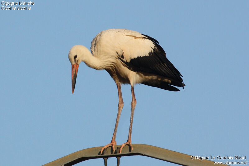 White Storkjuvenile, identification